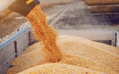 ¿Llegan los agrodólares? A la espera de la reunión de Massa con el campo, los exportadores miran los pasos del Banco Central