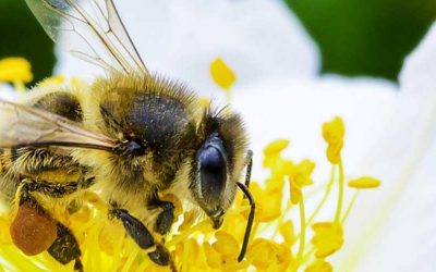 Dependemos de la supervivencia de las abejas
