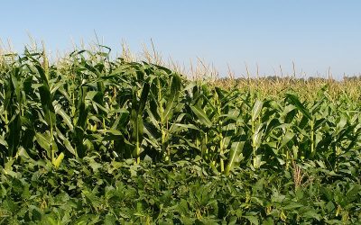 En la Argentina, sólo se repone el 30 % de los nutrientes que se extraen