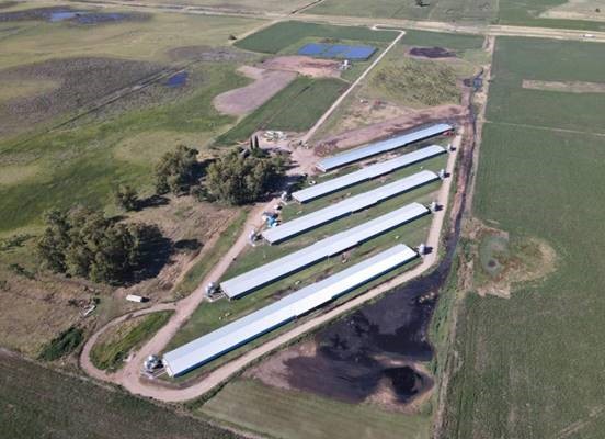 Empresa dedicada a la Cría de ganado Porcino invierte $100 millonespara ampliar 25% su producción