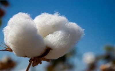 Gensus y Bioheuris mejorarán variedades de algodón con edición génica CRISPR