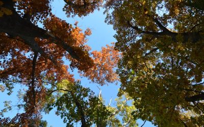 Comienza la época ideal para planificar una forestación