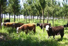 Sistemas forestales y carne carbono bajo y neutro: el futuro de la ganadería mundial