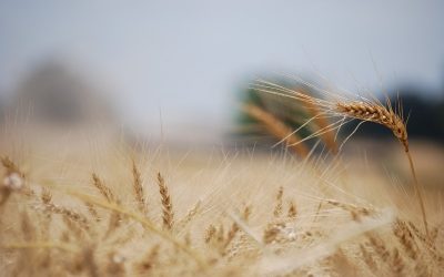 Presentan una herramienta para ajustar la fertilización