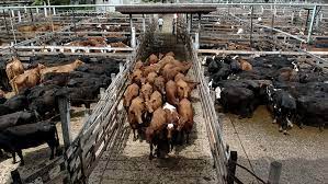 El mercado de Liniers reanudó sus operaciones tras el paro: entraron casi 7.000 animales