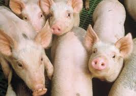 ¿Cómo manejar y controlar el ambiente para maximizar la productividad en la granja? 