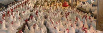 DSM lanza nueva proteasa para la producción animal