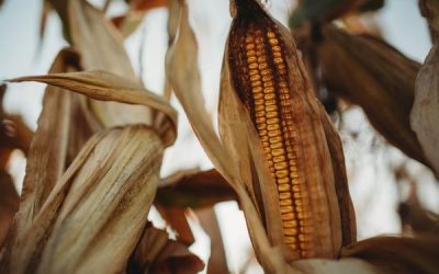 Golpe bajista: siguen las fuertes pérdidas para soja, trigo y maíz en Chicago