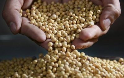 Los precios internacionales vuelven a sostener la producción agrícola argentina