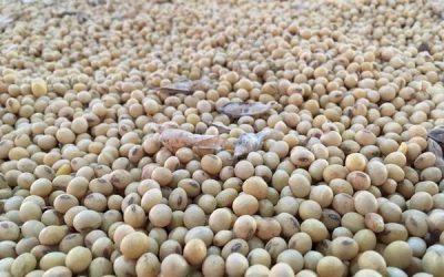 Apareció China para limitar la baja en el precio de la soja: cuánto se pagó en Rosario