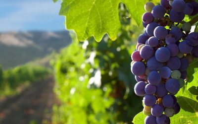 Lanzan la primera convocatoria del PROVIAR II para financiamiento de inversiones del sector vitivinícola?