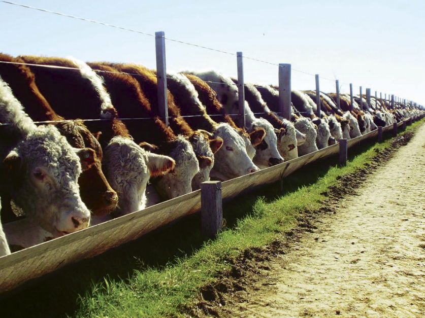 Impulsan nuevo impuesto en los feedlots