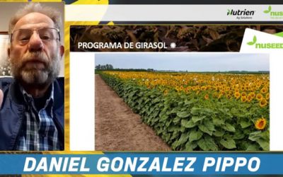 El girasol va a ser este año el mercado más dinámico de los commodities