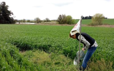 Evalúan estrategias para la remediación ambiental de los agroecosistemas