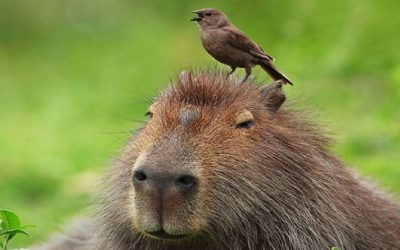 Los carpinchos «no representan ningún peligro para las personas»