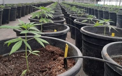 El INTA avanza en la investigación sobre cannabis medicinal