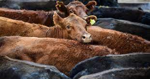 Córdoba: Situación actual de la fiebre aftosa en la Argentina y en países de la región