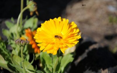 Plantas aromáticas en la huerta agroecológica: caléndula