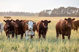 Un 17% de empresarios ganaderos planea pasar parte de su superficie a la agricultura
