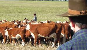 Menos carne, más cara: por qué el problema recién empieza y cuándo podría revertirse