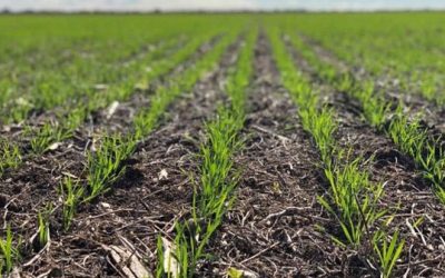 Tras las precipitaciones, mejora la condición de la fina sobre el centro y sur del área agrícola