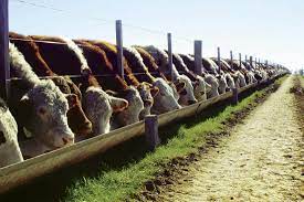 La carne argentina genera emisiones por debajo de valores internacionales