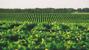 ?ucrop.it y Control Union firman acuerdo para verificar prácticas sustentables en un solo click