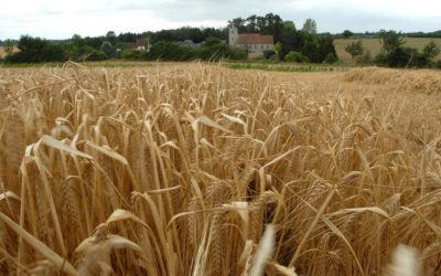 Lluvias impulsan la siembra de soja mientras que la proyección de producción de cebada cae a cuatro millones de toneladas
