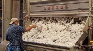 Se inicia la renovación en el Registro Fitosanitario Algodonero para el año 2023