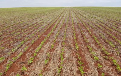 El área de soja caería a su nivel más bajo de los últimos 15 años