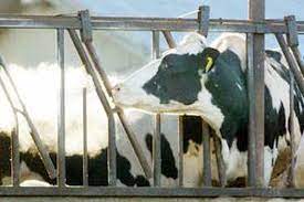 Los casos de EEB, «vaca loca», atípica en Brasil no afectan el estatus sanitario de Argentina