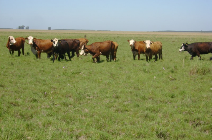 Ganadería Sustentable: claves para su desarrollo productivo