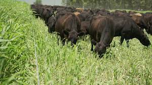 Cómo tener pasto verde ante una primavera y verano secos