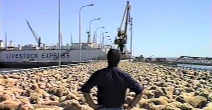 La Argentina apunta a concretar su primera gran exportación de ganado en pie en mucho tiempo: Serían unos 30.000 ovinos para Arabia Saudita