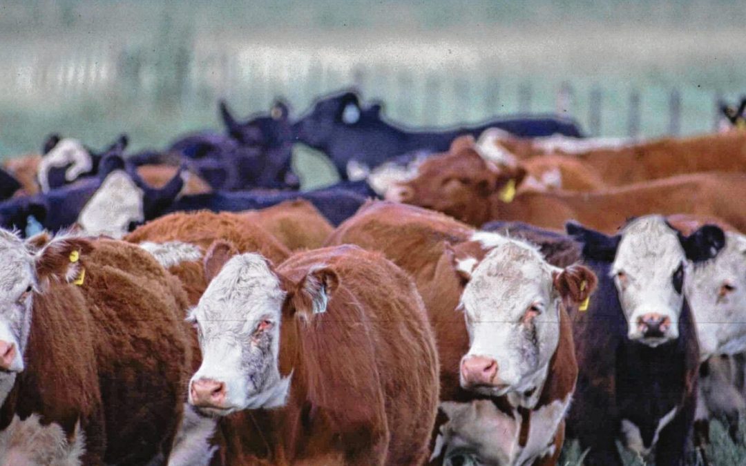 Condenaron a dos hombres por asociación ilícita y abigeato agravado en Indio Rico