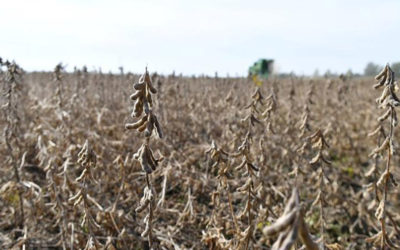 Soja: qué hacer en un mercado volátil y de riesgo climático