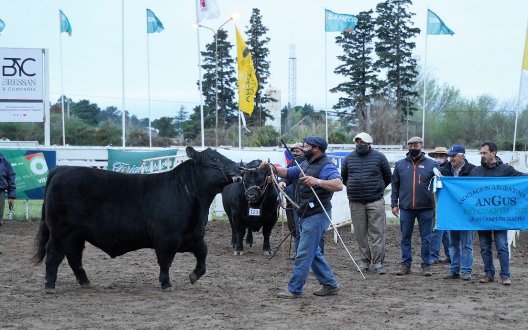 Río Cuarto: “El Señuelo” obtuvo el Gran Campeón Macho