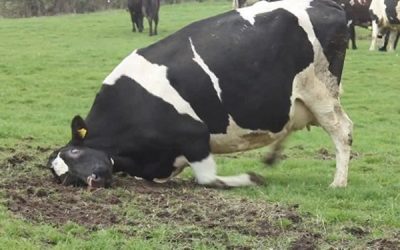 Brasil investiga un caso sospechoso del “mal de la vaca loca”