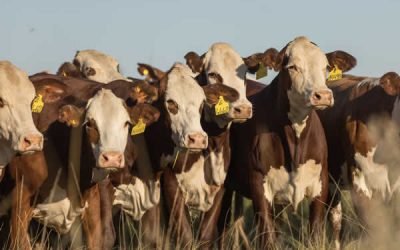 Balance Ganadero 2022: Los análisis de Raúl Milano y María Julia Aiassa