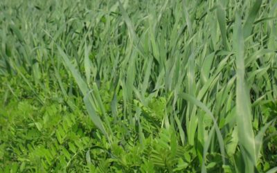 Intercultivo, una novedad productiva que investiga el INTA