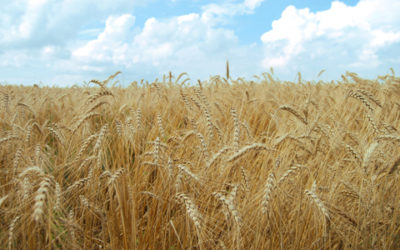 La cosecha de cereales sería récord en el ciclo 2021/22