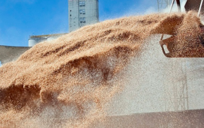 ¿Se viene la recuperación en el precio de la soja y el maíz?