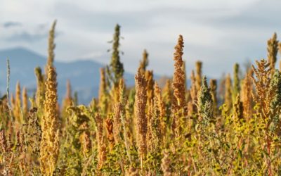 El alimento de más de 5000 años que vive un boom internacional Apenas en los últimos años comenzó en el país la expansión del cereal que tiene un gran potencial no solo en el NOA sino también en otras regiones productivas