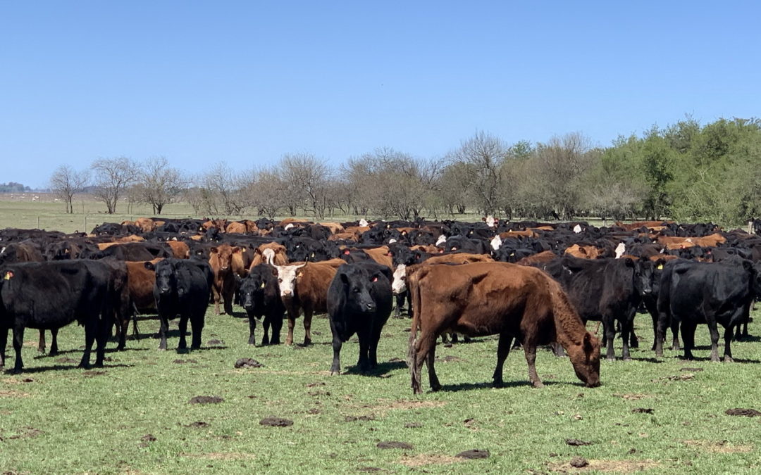 Liniers: la hacienda para consumo interno subió un 15 %