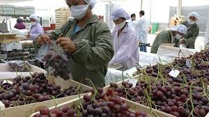 Inscripción de empaques y frigoríficos para la exportación de uva en fresco a Brasil