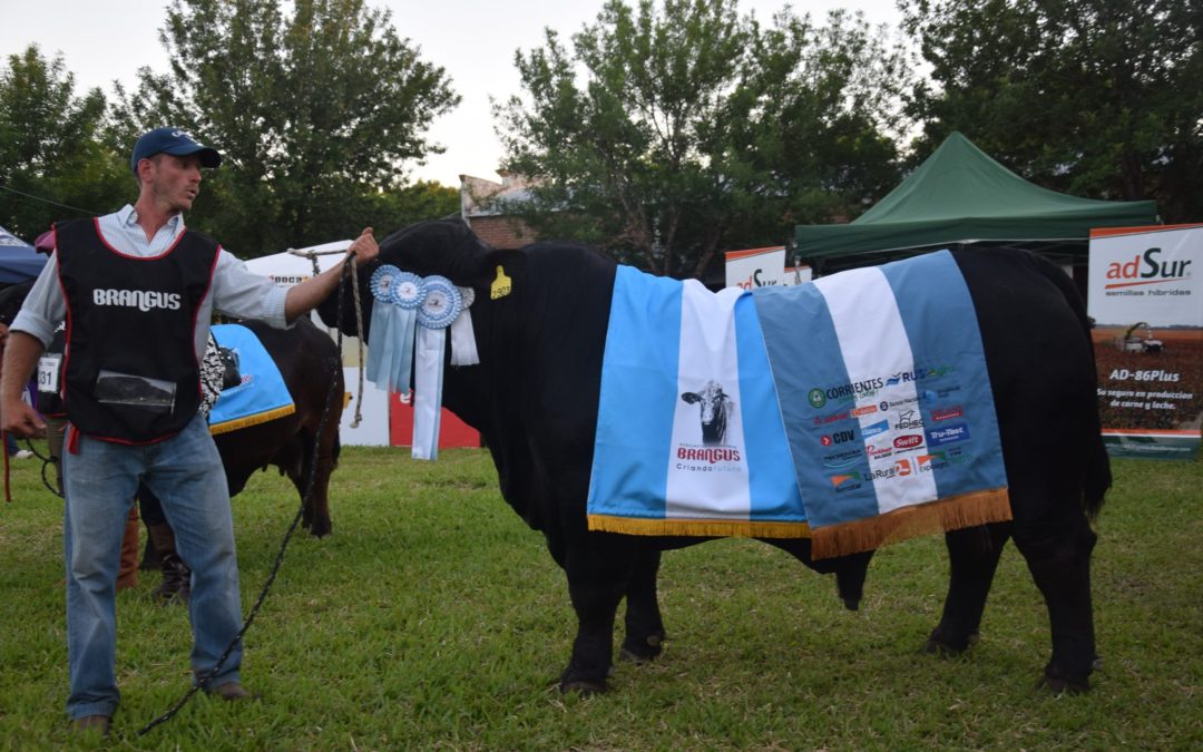 Brangus se lució en la pista y consagró a sus Grandes Campeones