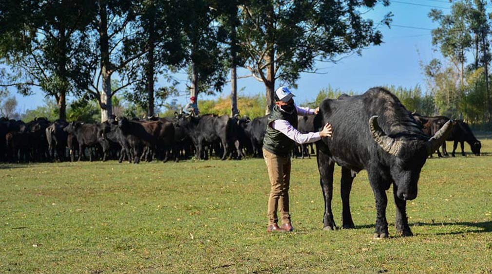 Un cordobés apuesta fuerte por los búfalos en Corrientes