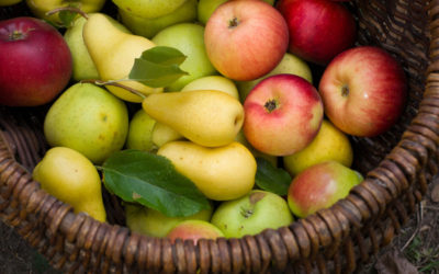 Argentina proyecta que disminuirá comercialización de peras y manzanas durante 2021