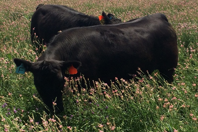 Producir carne a pasto es una alternativa sustentable con alto potencial