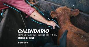 Más de 52 millones de bovinos vacunados contra la aftosa en la primera campaña 2021